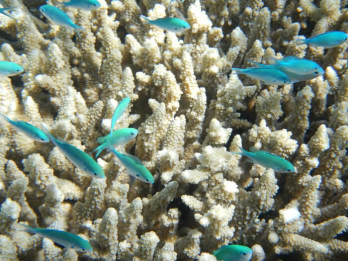 Discounted rates Snorkel & dive with marine life off Cairns Queensland Great Barrier Reef