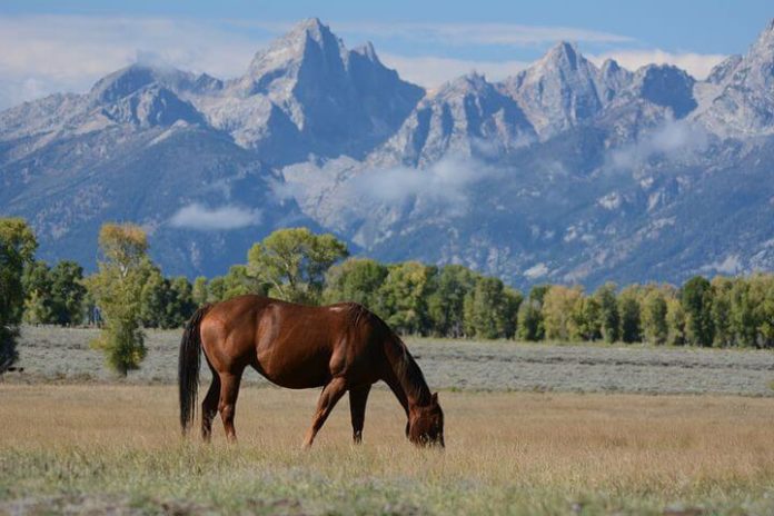 Hideout Lodge Ranch in Shell Wyoming Discount Save on Vacation Near Yellowstone