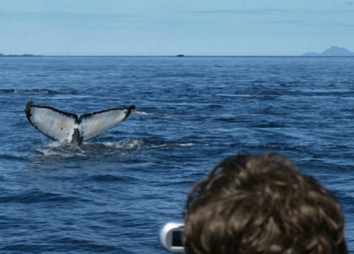 Juneau Alaska whale watching tour savings deal