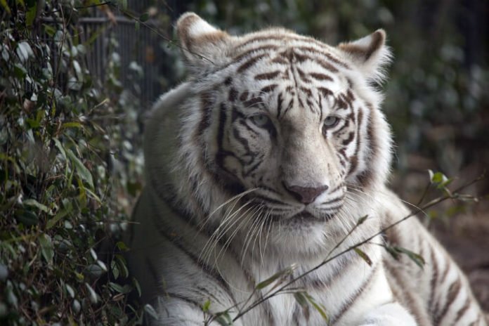 Out of Africa Park Promo Code Savings for Wildlife Sanctuary Arizona