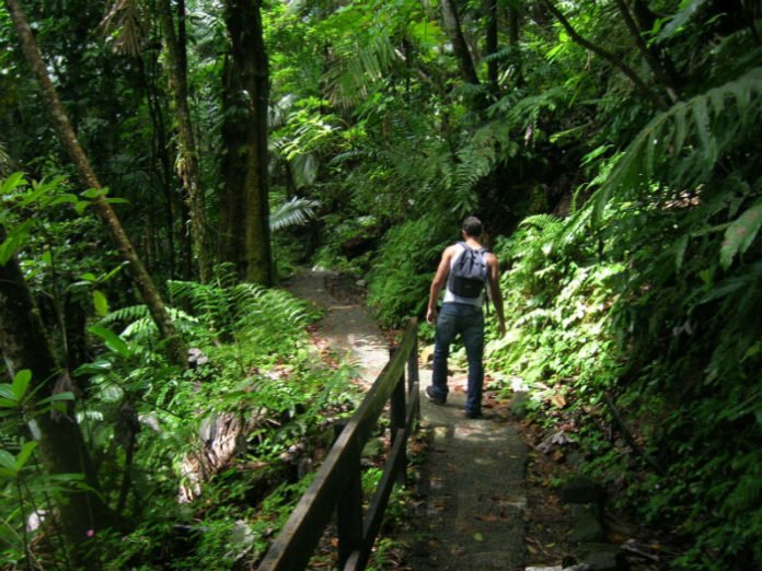 El Yunque rainforest Hiking Tour Discount Puerto Rico Trip Savings