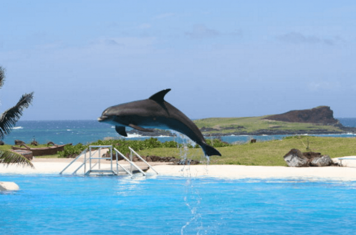 Discounted package deals to Sea Life Park Hawaii luau Pearl Harbor , Diamond Head State Monument