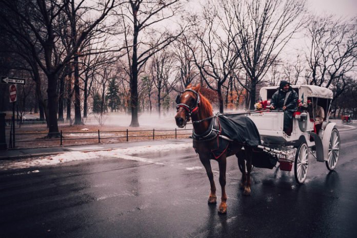 Promo code for 10% discount on Central Park horse-drawn carriage ride