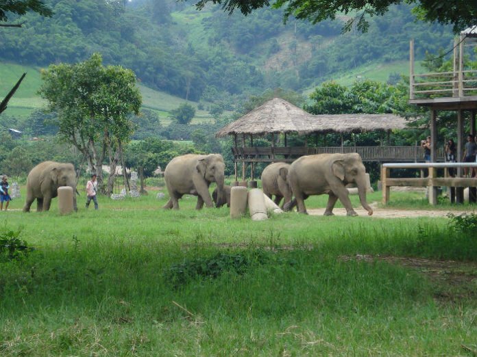 Win Thailand trip Elephant Nature Park bike free vacation