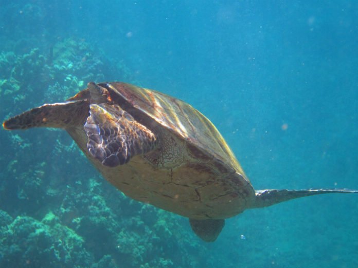 Discount price for snorkeling in Molokini crater Turtle Arches Hawaii Maui vacation savings