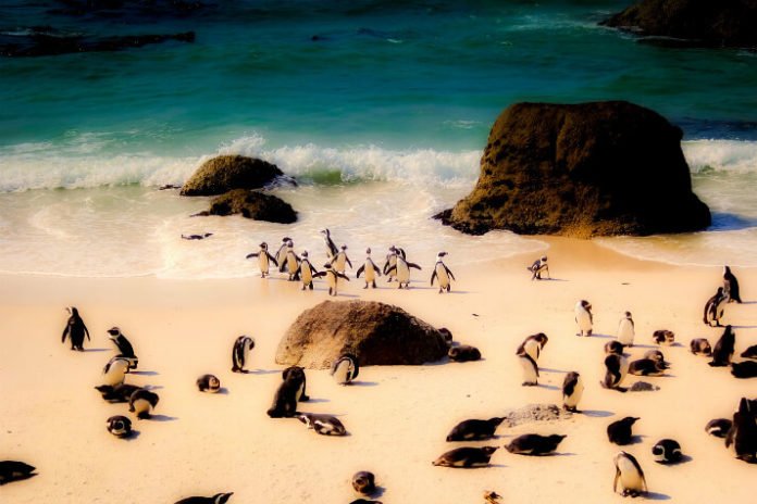 South Africa vacation sweepstakes lodging airfare safari day trip to penguin colony