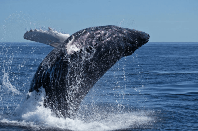 Discount on whale & dolphin spotting tour North Island St. Lucia