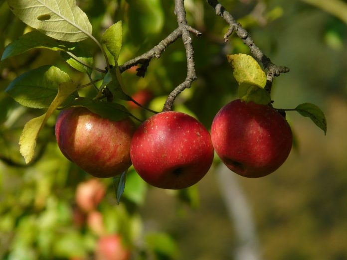 Free Wisconsin vacation sweepstakes apple picking Milwaukee