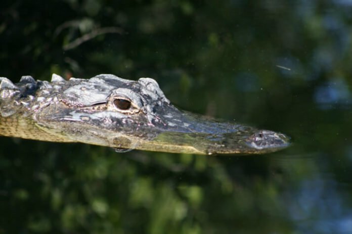 Save 20% on Boggy Creek airboat ride see Everglades alligators flamingos manatees & more