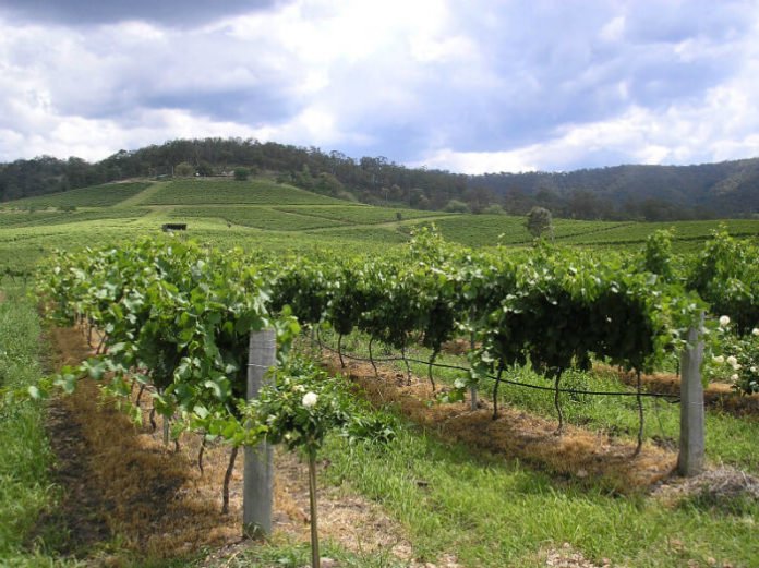 Hunter Valley Wine tasting tour discounts savings