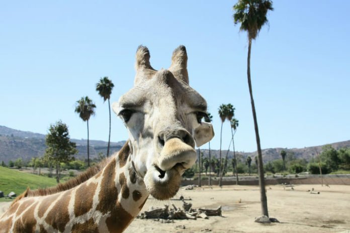 San Diego Zoo Old Town Trolley Package Deal Promo Code