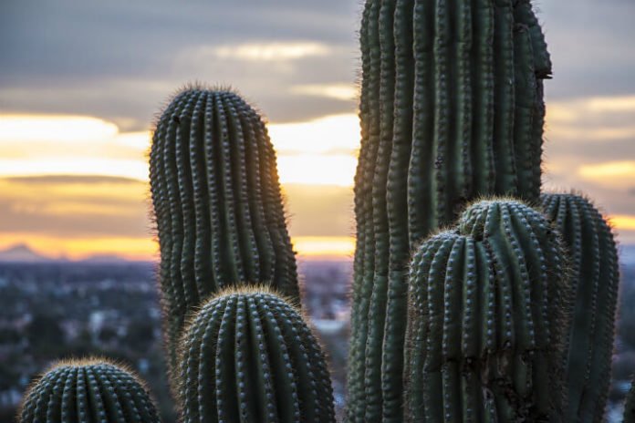 Win stay at JW Marriott Desert Ridge Resort & Spa in Phoenix & balloon ride