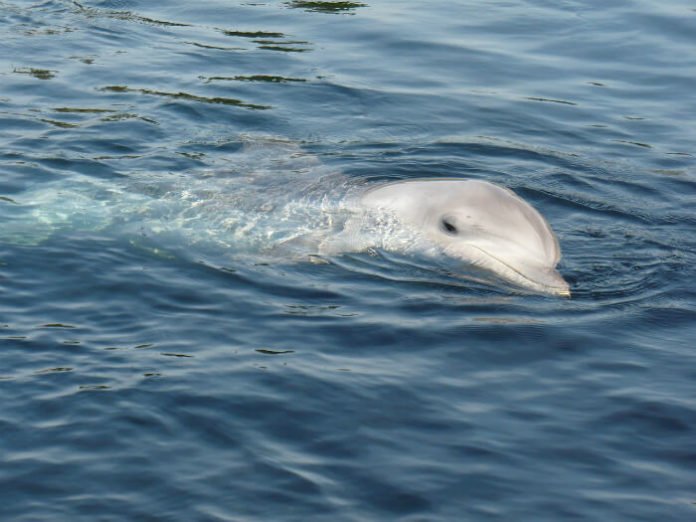 Save $25 off Swim with Dolphins at Discovery Point's Dolphin Lagoon at SeaWorld San Antonio