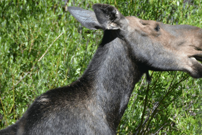 Grand Teton nighttime tour discount