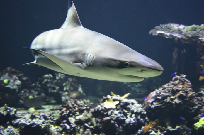 Promo code for discounted adult & children's tickets to Newport Aquarium Cincinnati