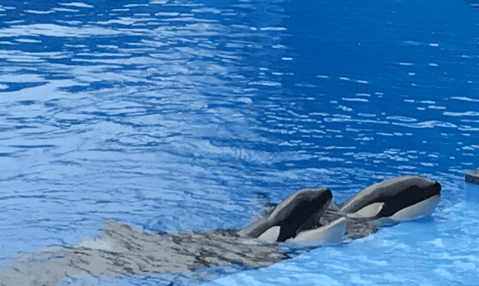 Half off SeaWorld San Antonio Texas Animal Encounters see dolphins, whales, sea lions up close