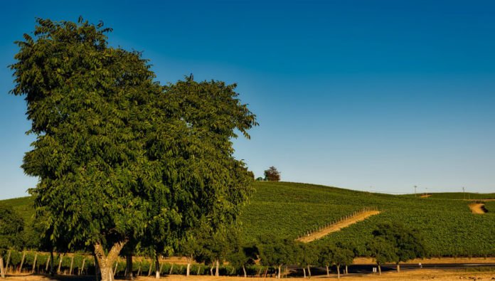 Win trip to Napa Valley or Santa Barbara airfare hotel gift cards