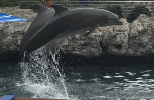 25% Off SeaWorld & Aquatica San Antonio Annual Pass | Green Vacation Deals