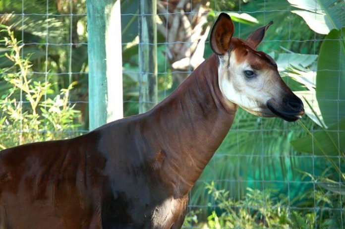 7 reasons to attend Christmas in the Wild at Lowry Park Zoo Tampa Bay Florida