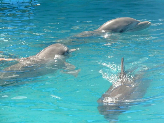 Package deal for Florida resident all-inclusive dolphin swim at Discovery Cove & unlimited SeaWorld & Aquatica admission