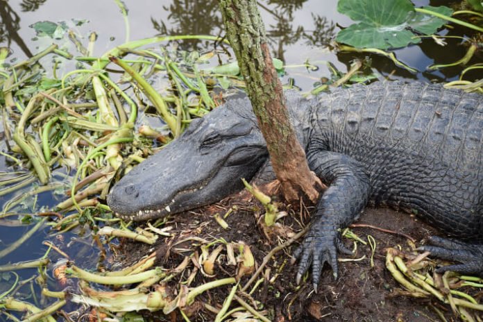 Gatorland Orlando Florida theme park & wildlife preserve discounted price savings