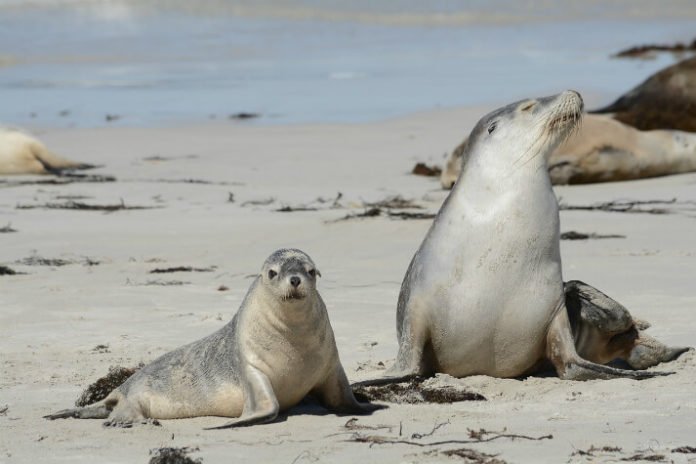 Discounted price for Kangaroo Island Explorer trip with Adventure Tours Australia