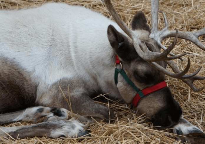 Save money on tickets to San Franciso Zoo's Reindeer Romp exhibit