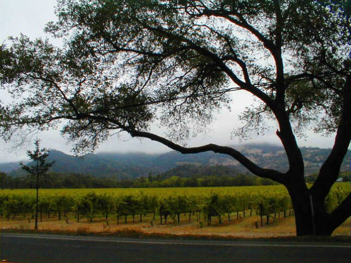 Win money towards travelling to Napa Valley private vineyard tour & wine tasting cooking class