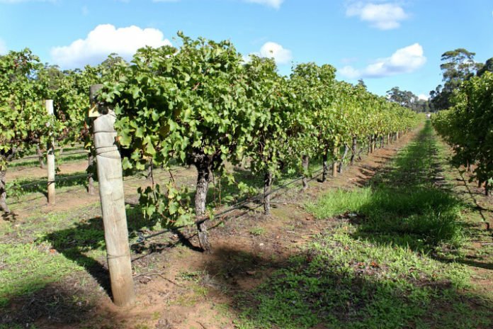 Margaret River Wine Tour winery Perth Australia