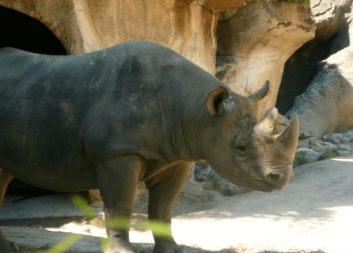 5 reasons to love Cincinnati Zoo's Easter Celebration