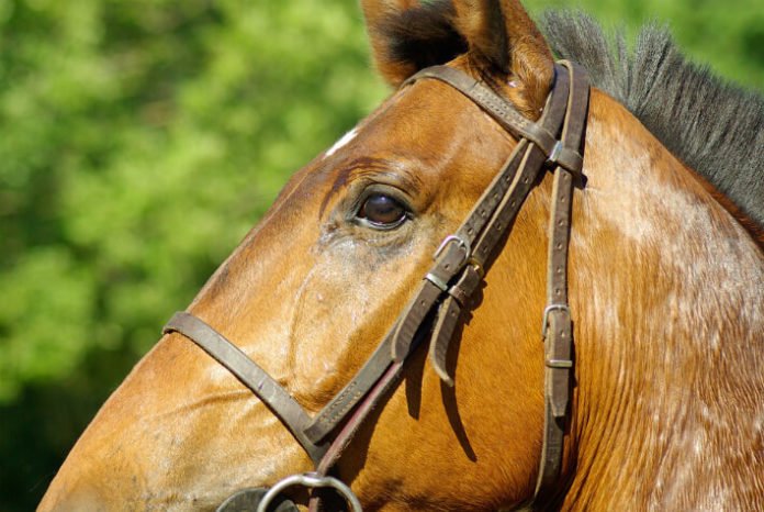 Discount price for horseback riding in Savannah Georgia