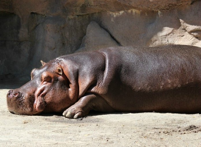 Save money at Button's Birthday Party at HIppo Haven at Philadelphia Zoo