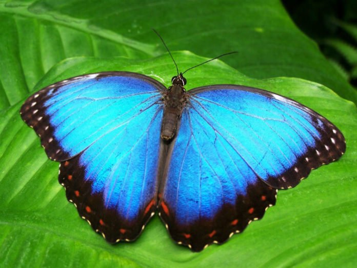 Discount admission to Butterfly Palace & Rainforest Adventure in Branson Missouri