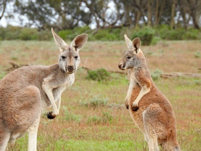 Win a trip to Australia travel sweepstakes