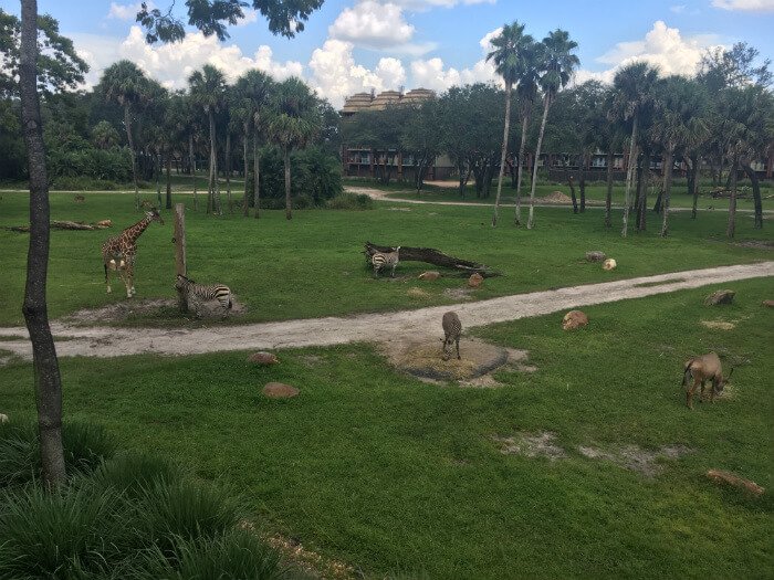 girafe zèbre disney animal kingdom lodge kidani village