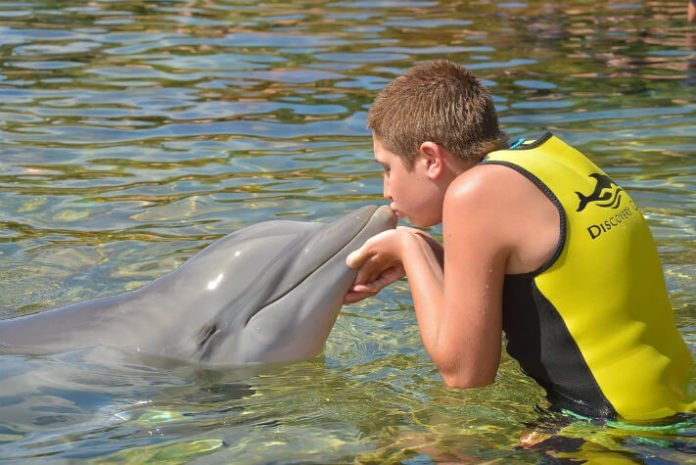 Discovery Cove flash sale for Florida residents swim with dolphins encounter birds otters free meals