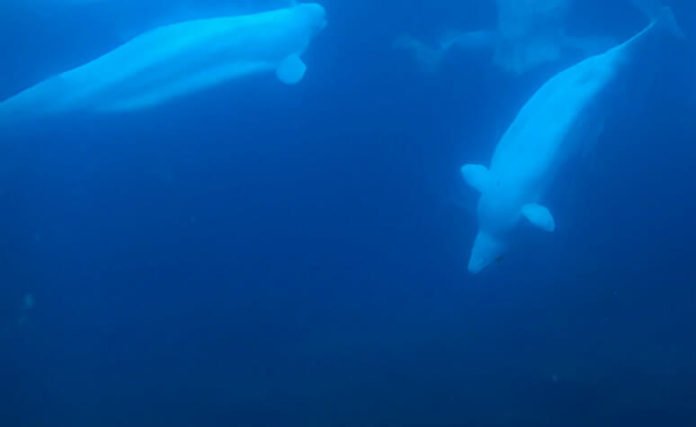 SeaWorld San Diego Luxury Hotel Package | Green Vacation Deals