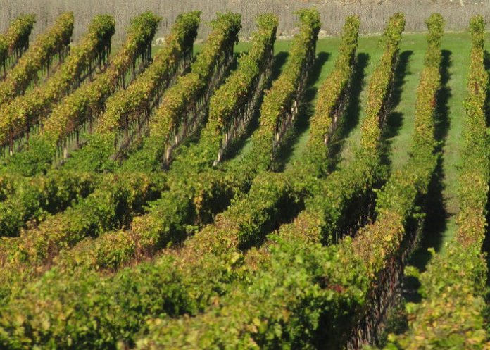 Wine Country sweepstakes win free trip to Sonoma County California