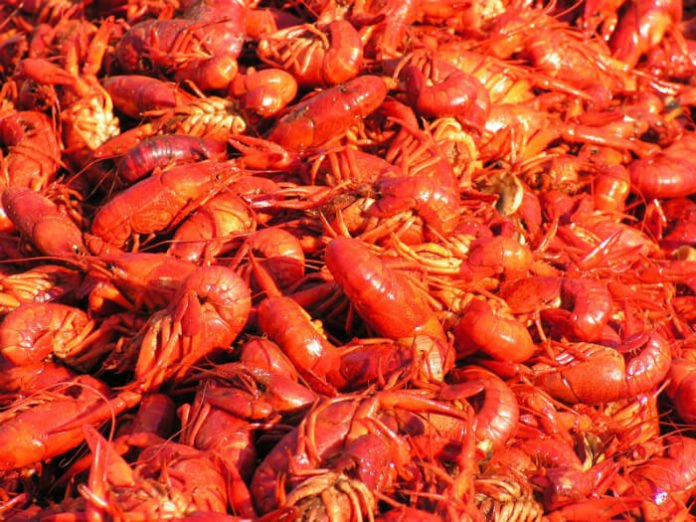 50% off Dallas Bugs & Brews Festival cajun crawfish po boys music