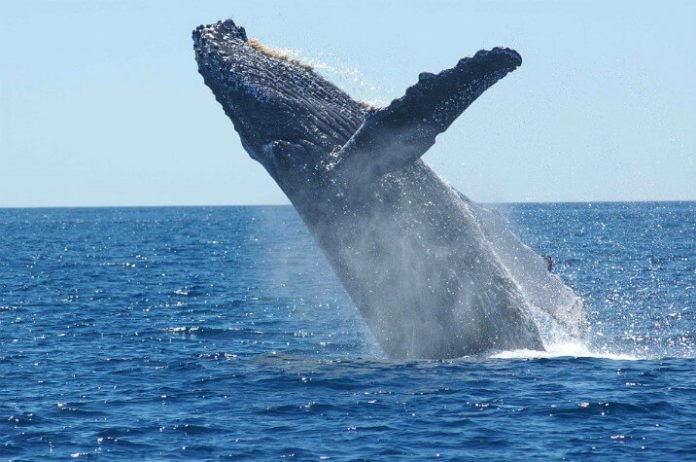 Discount price for whale watching tour in Sydney Australia