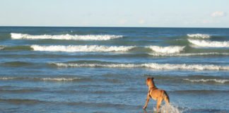 Best hotels in Saugatuck Michigan Best Western Ships-N-Shore Starlite Captains Quarter