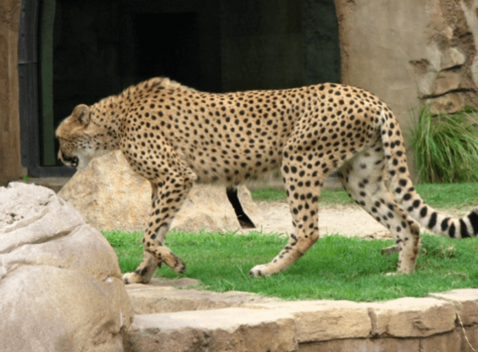 Save 51% on Tampa Bay attractions with citypass Busch Gardens zoo aquarium