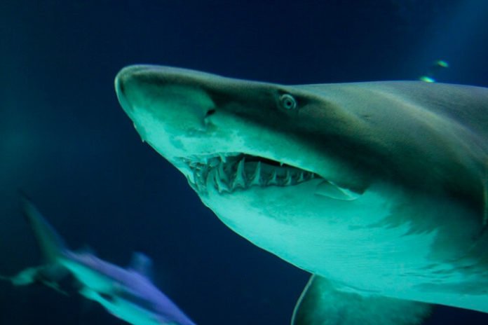 Save money on Sharks After Dark at RIpley's Aquarium in downtown Toronto