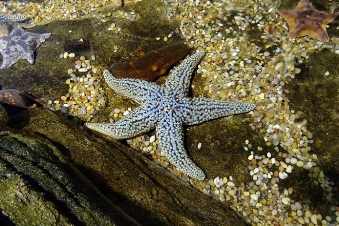 Discounted admission to Aquarium of the Bay in San Francisco