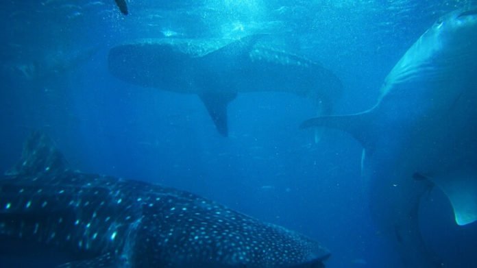 Philippine Whale Shark and Waterfalls Adventure discount price