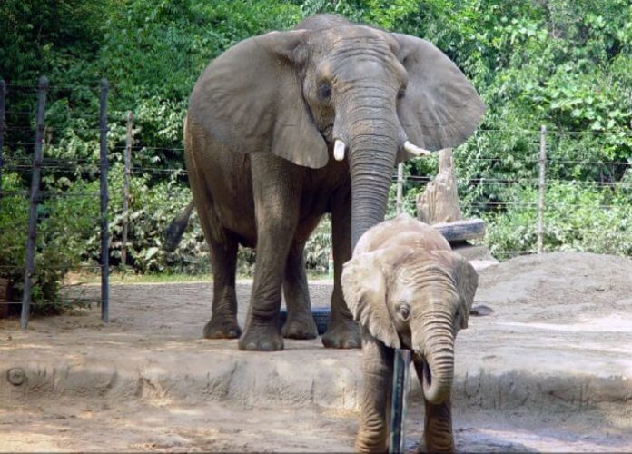 Zipline through Toledo Zoo get aerial view of African animals with discount ticket