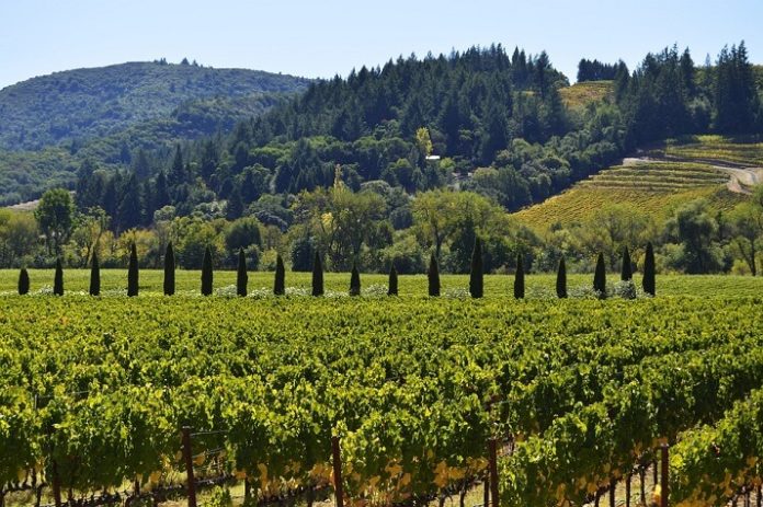 Sonoma County sweepstakes win free trip to California wine country