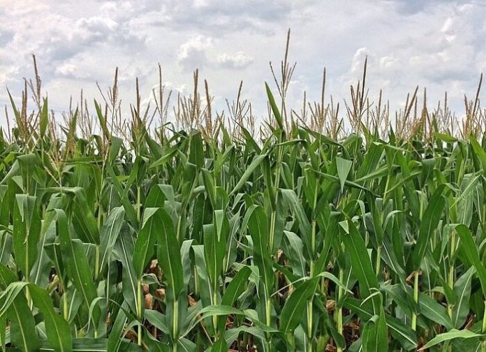 Discount admission for Mid South Corn Maze in Memphis Tennessee