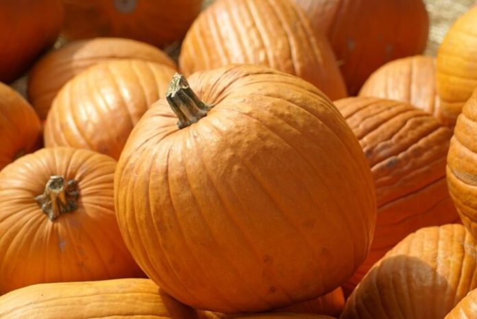 Reasons your family should visit Great Pumpkin Fest in Kings Dominion Virginia