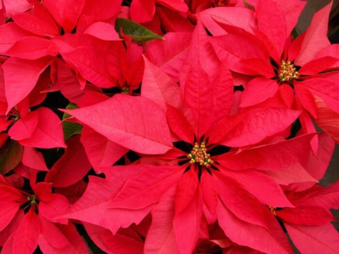 Branson Missouri Christmas event at Butterfly Palace with thousands of red, white & green butterflies & ponsettia tree